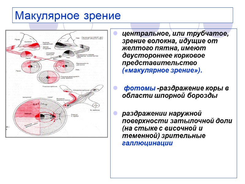 Макулярное зрение центральное, или трубчатое, зрение волокна, идущие от желтого пятна, имеют двустороннее корковое